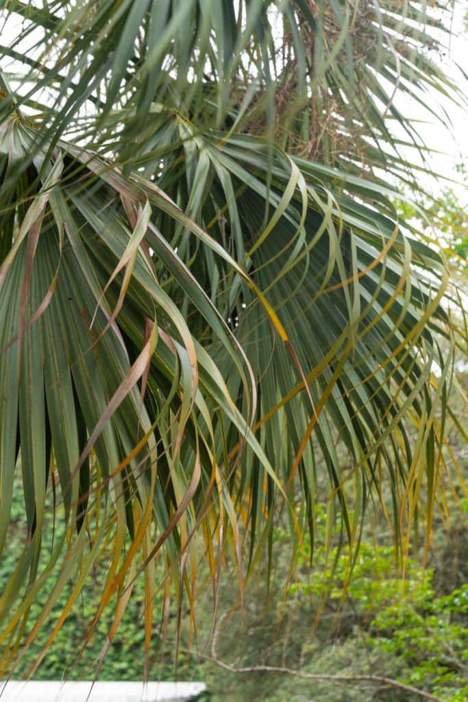 green palm tree branches