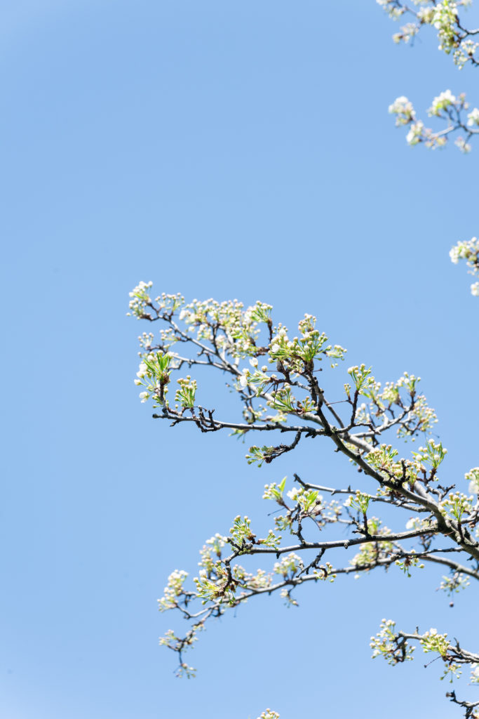 white blossom tree with a blue sky