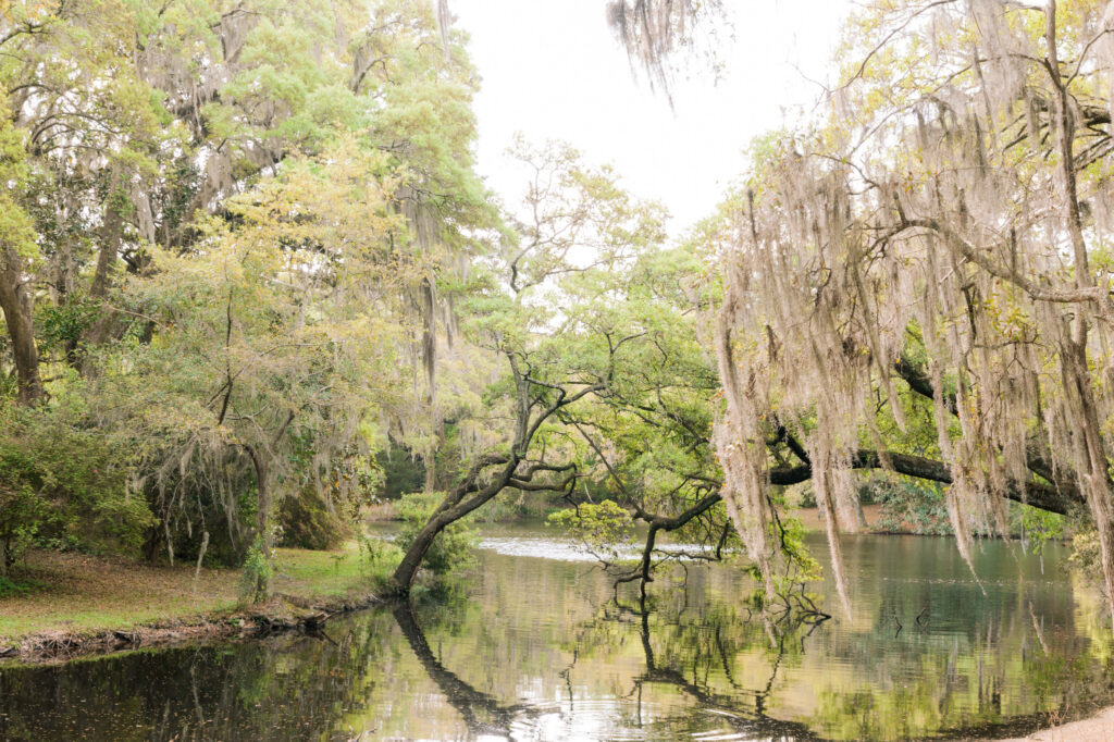 lush marsh in the spring time in Charleston South Carolina