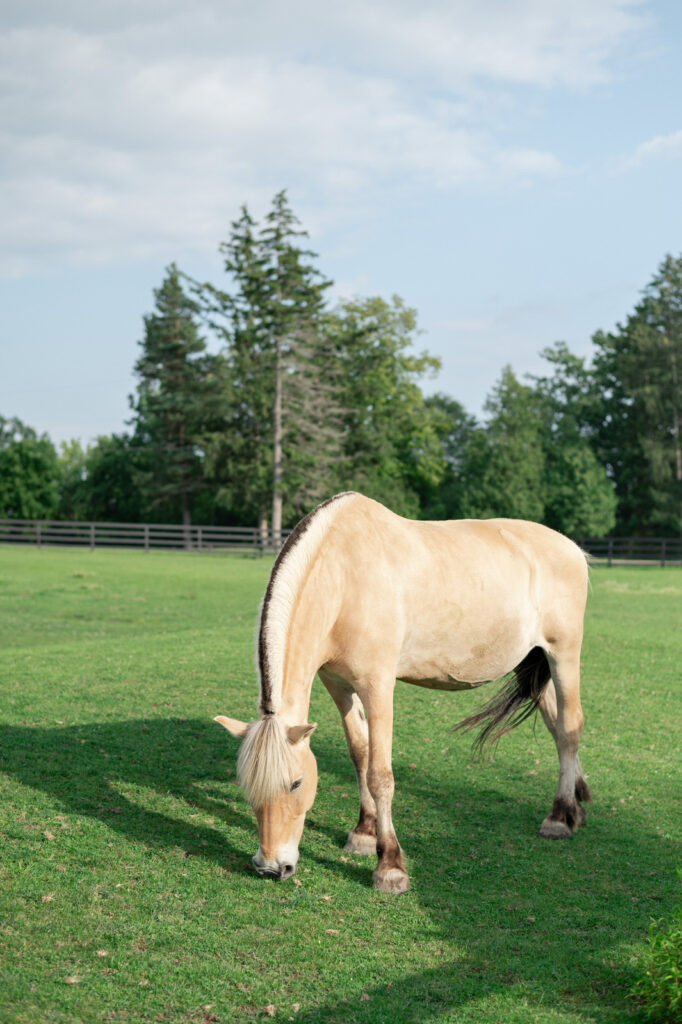 a blonde horse grazing in the pastures on the property of Venue3Two