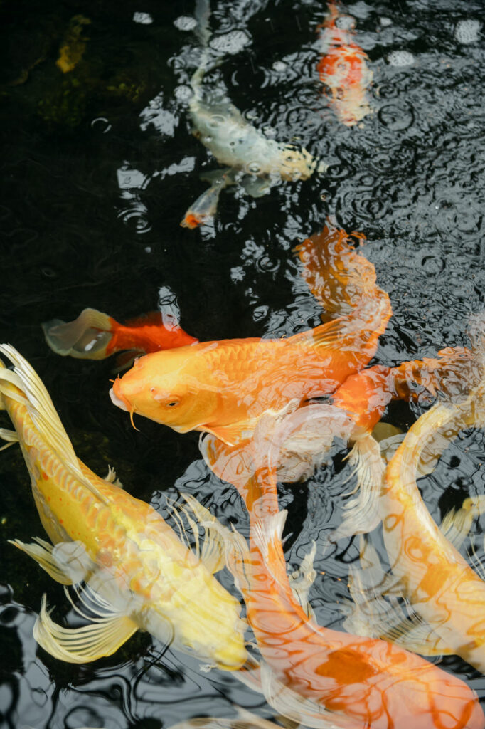 bright red and orange koi fish swimming in an indoor pond at Planterra
