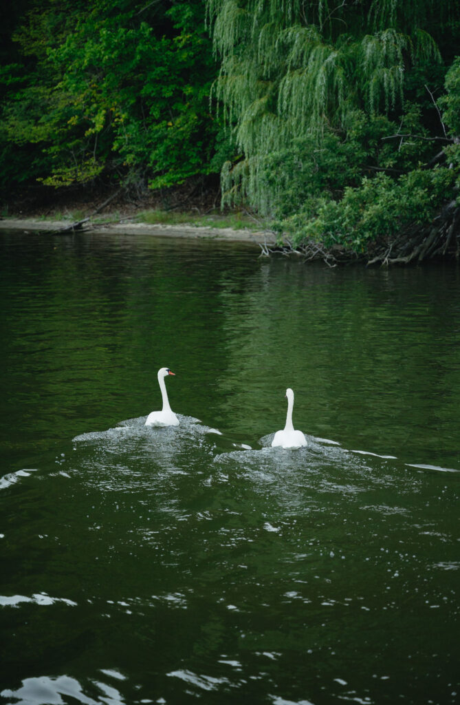 two white swans swimming next to each other towards the river bank